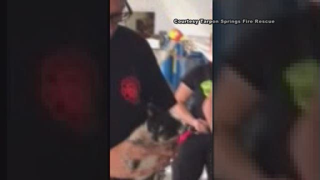 Tarpon Springs firefighters rescue feisty, furry stowaway