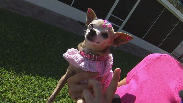 HOMETOWN HERO: Rescued, rehabbed pups live Paw-licious lives