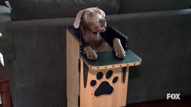 Special dog eats every meal from high chair