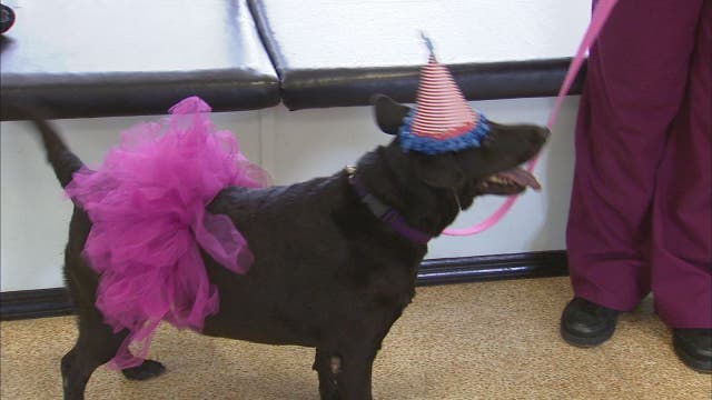 12-year-old dog at Bradenton shelter 5 years needs home