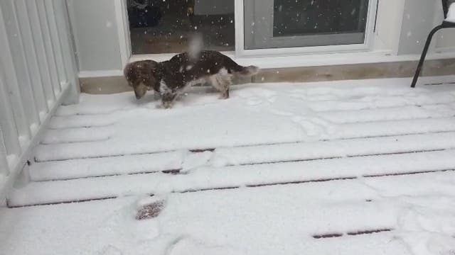 Doxie pup enjoys first snow in Chicago