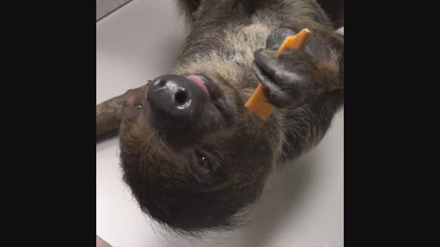 Sloth kept as pet adopted by Oregon Zoo