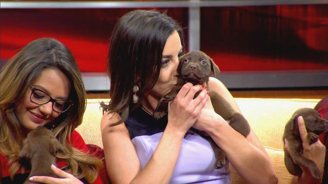 Humane Society seeks applications for 'box of puppies'