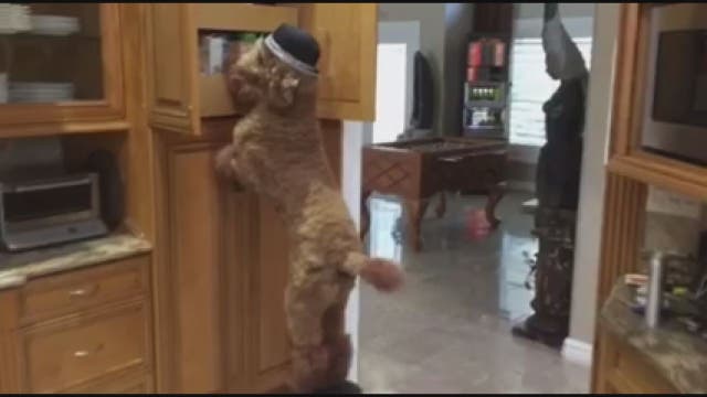 Super Dog Max crew takes on Mannequin Challenge