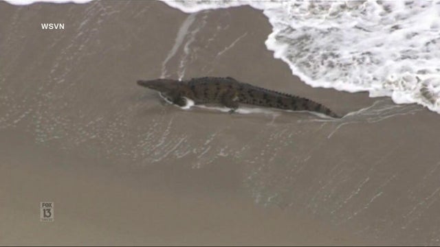 Crocodile captured on South Florida beach