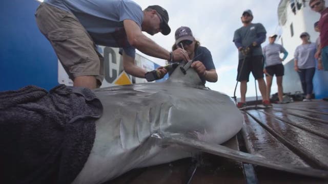 Mote Marine researcher helps track shark activity