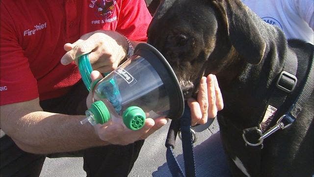 Group raising funds for animal oxygen masks