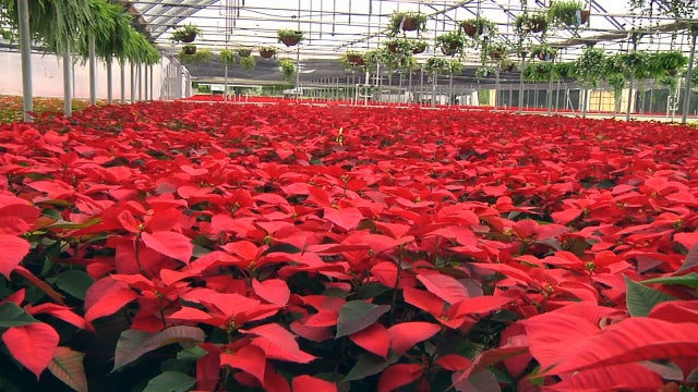 Once a year, Poinsettia farm's doors open