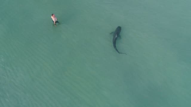 Shark swims close to oblivious Florida beachgoers