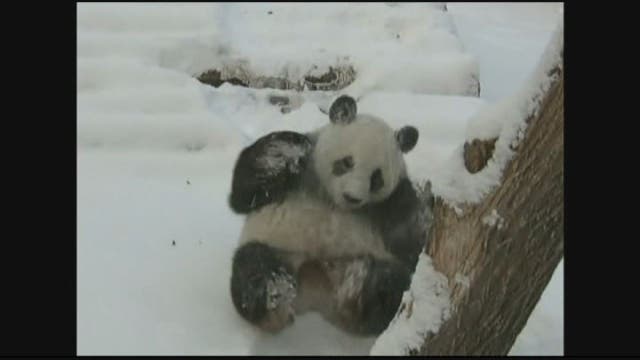 Watch: Pandas somersault through snow