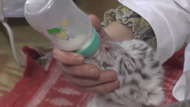 Rare white Bengal tiger cubs born in Crimea zoo