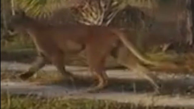 Big cat sneaks up on hunter in Big Cypress Natl. Preserve