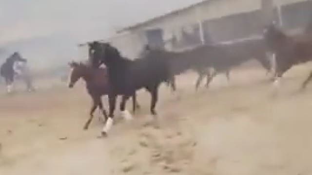 25 race horses killed by Southern California wildfire