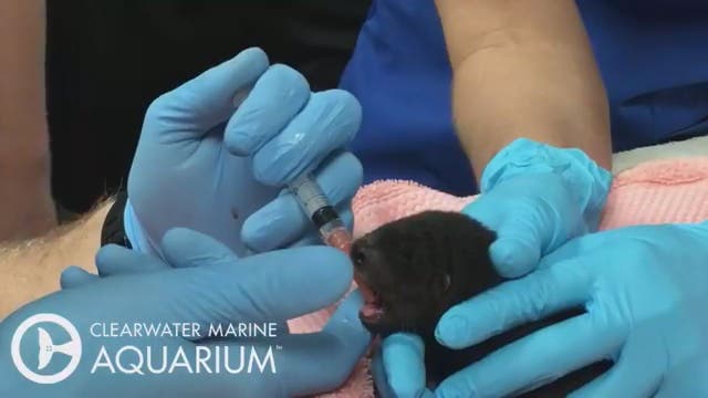 Distressed newborn otter brought to Clearwater Marine Aquarium