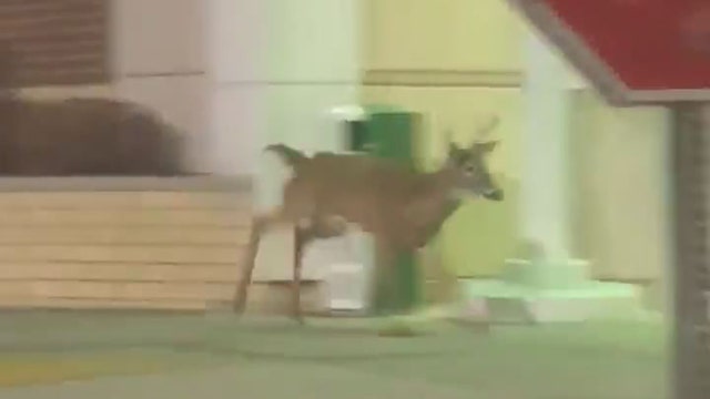 Video: Shoppers wrangle deer in Ohio Kohl's