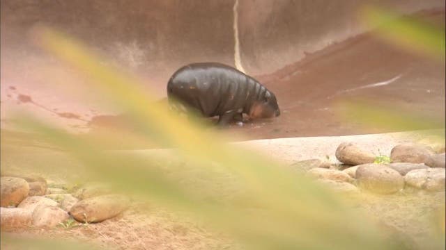 It's a girl! Lowry Park Zoo's baby pygmy hippo's gender revealed
