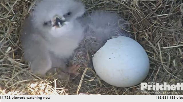 E11 hatches day after E10 in Southwest FL eagle's nest