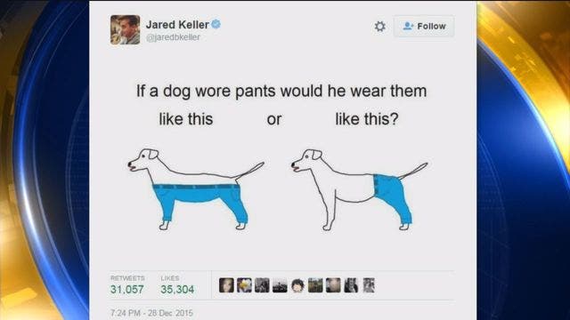 Dog pants debate dividing the internet