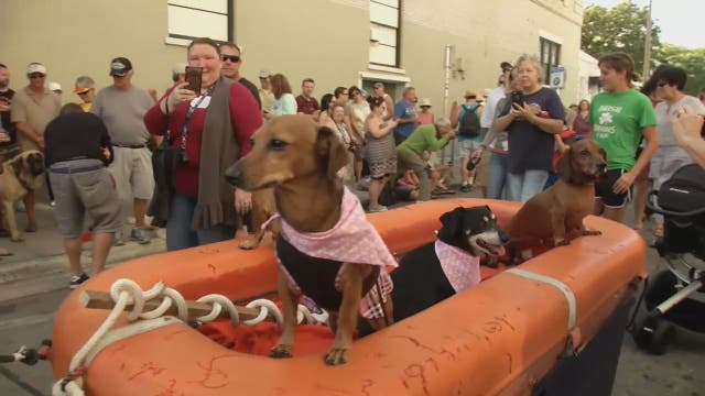 NYE goes to the dogs at Key West Dachshund Parade