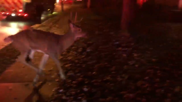 Deer loses antler as firefighters rescue him from under van