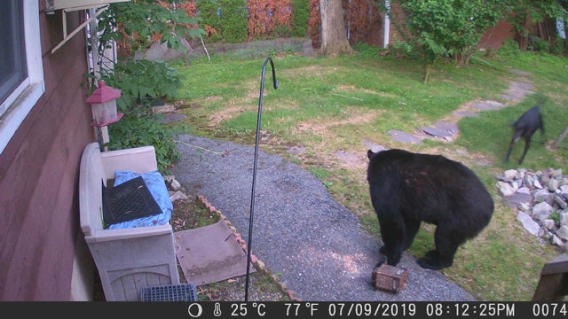 Dog charges black bear in neighbor's backyard