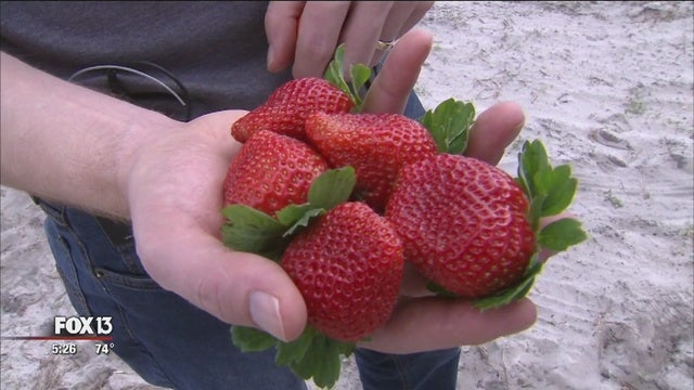 86th Annual Strawberry Festival starts Thursday