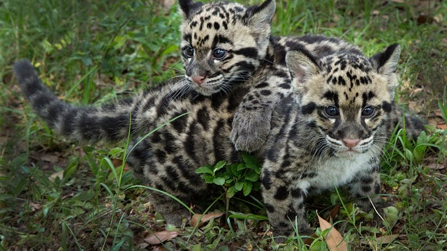 Lowry Park Zoo leopard cubs on the move