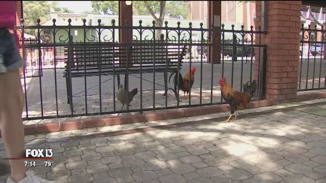 Visitors and locals alike can take walking tours of historic Ybor City