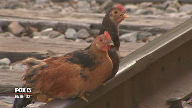 Tampa City Council takes aim at Ybor chickens