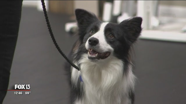 Teach your pup new tricks at DogSense Obedience, Inc.