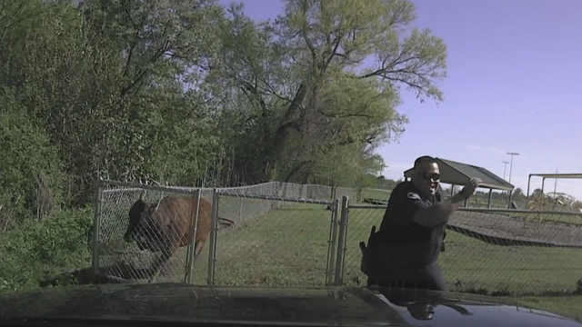 Angry cow has beef with Temple police officer