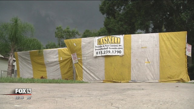 Termites flourish during rainy summer