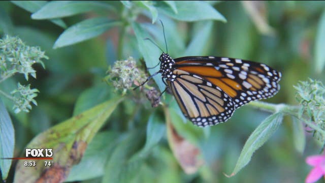 The monarch butterfly