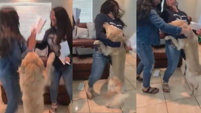 Supportive good dog jumps with joy after owners receive college scholarship