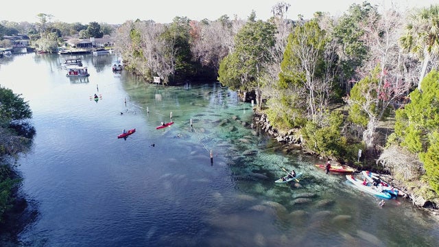 Boaters are urged to report distressed Manatees