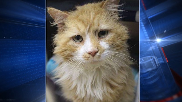 ​Cat who walked 12 miles back home, only to be rejected, finds 'furever' home
