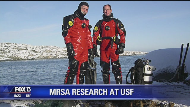 USF researchers: Antarctic sponge could help fight MRSA
