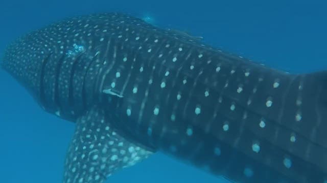 Underwater video shows whale shark near St. Pete Beach