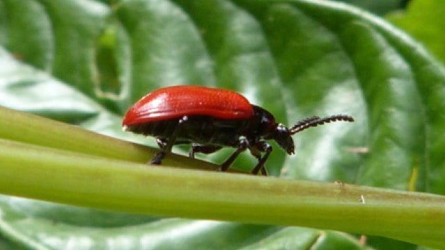 Beetle can help fight invasive air potato vine