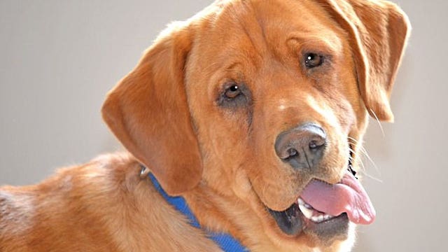 Detroit Pistons head coach Stan Van Gundy adopts last dog from northern Michigan shelter