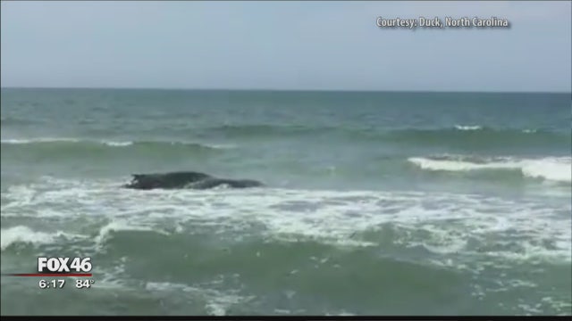 VIDEO: 35-foot humpback whale stuck on sandbar for hours