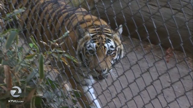 VIDEO: Man jumps over fence near tiger cage at Oakland Zoo