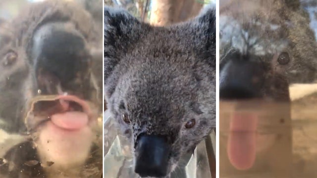 Slurp slurp: Dehydrated koala desperate for water during Australian heatwave