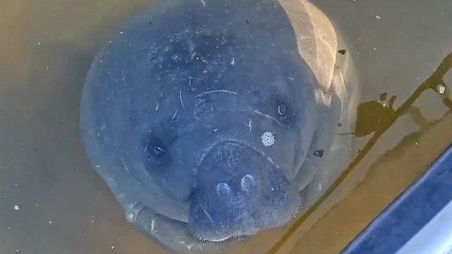 Video: Manatee and calf 'speak' through squeaks