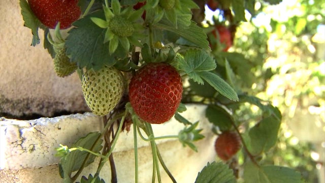 Benedetto's Ristorante Italiano serves meals from its own farm to table