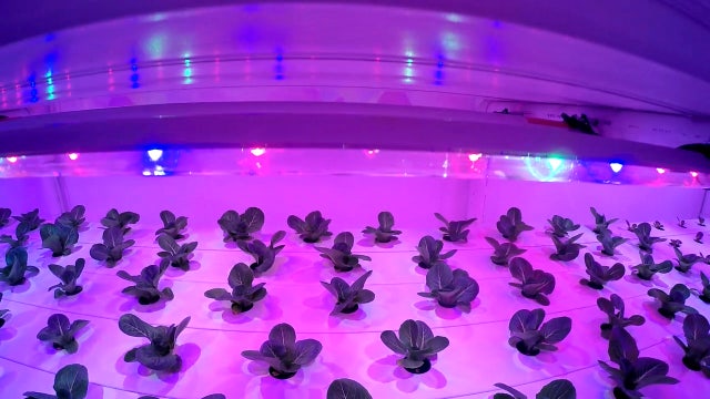 Brick Street Farms is a hidden gem producing fresh food