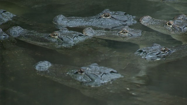 Hundreds of 'unwanted' animals have a home at Croc Encounters
