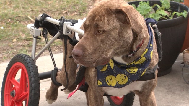'Isle of Misfits' is home for handicapped, older pets to promote adopting the 'underdogs'