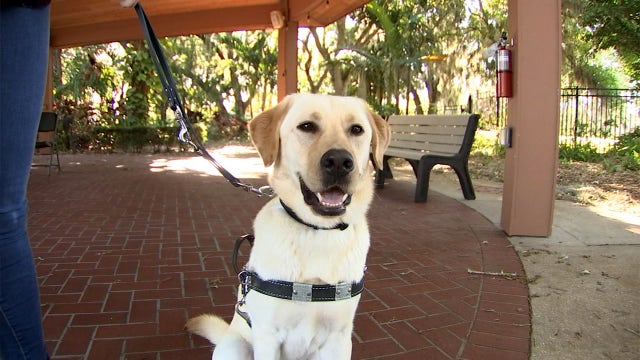 Southeastern Guide Dogs want to break world record at Tampa Walkathon
