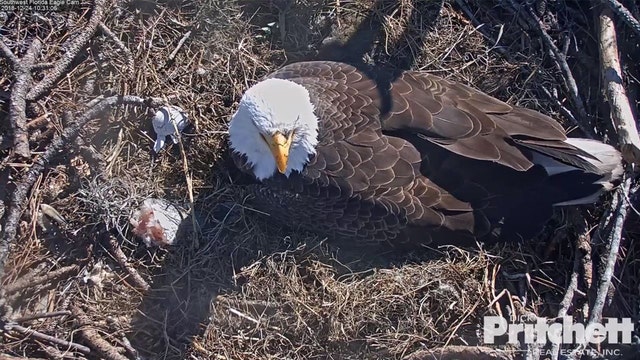 Eaglet hatches from egg on live Florida web cam
